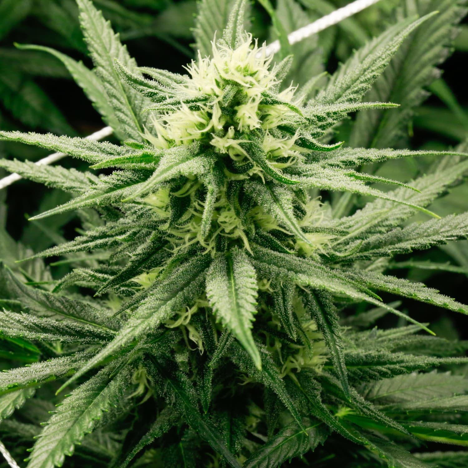 Are you at least 21?