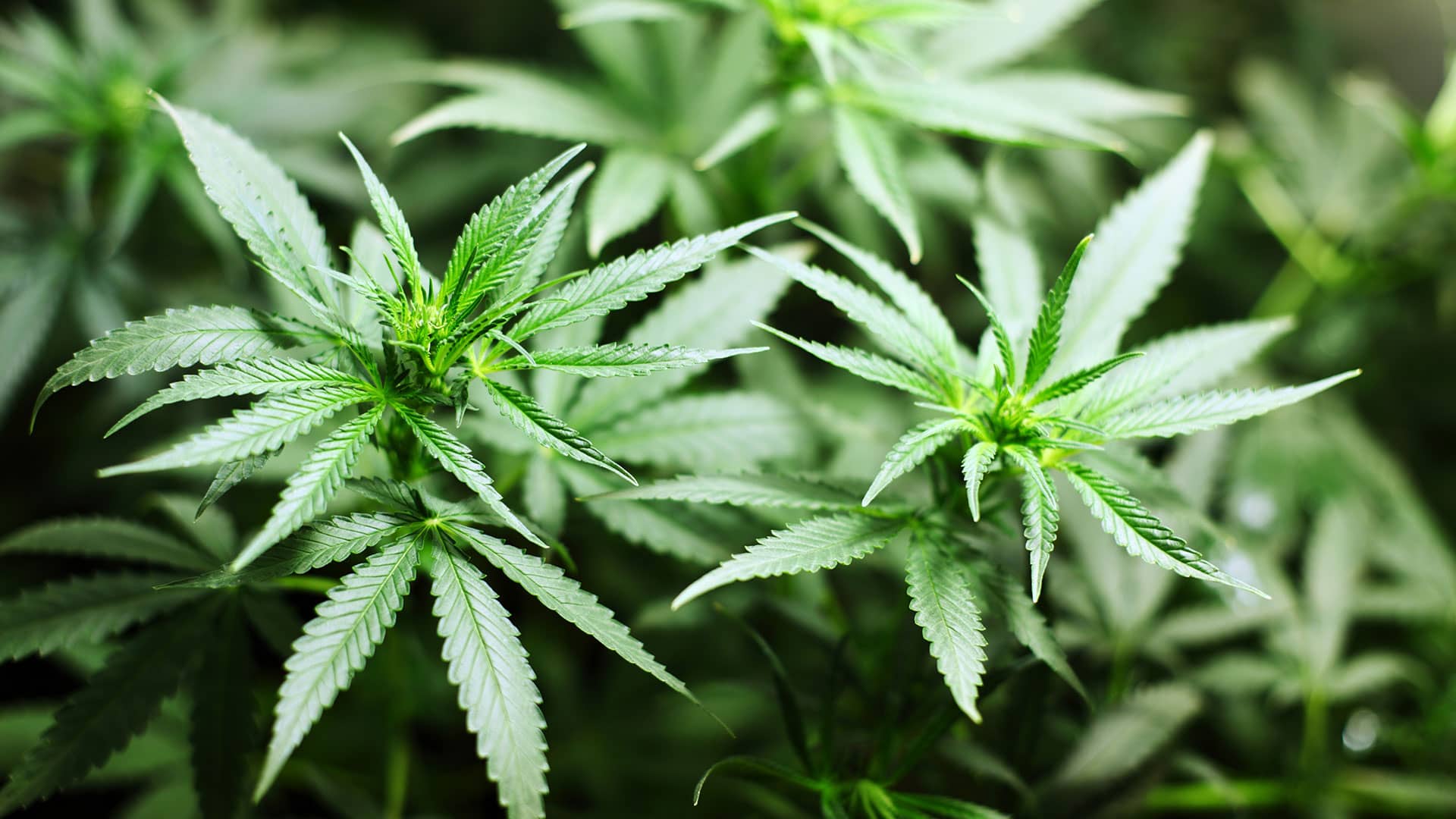 Dispensery milledgeville